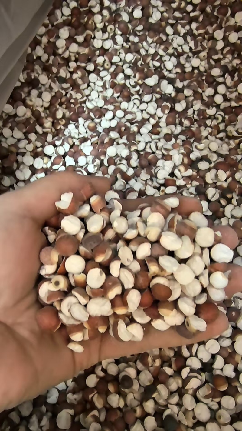 大量供应芡实货源充足，支持零售批发，欢迎对接