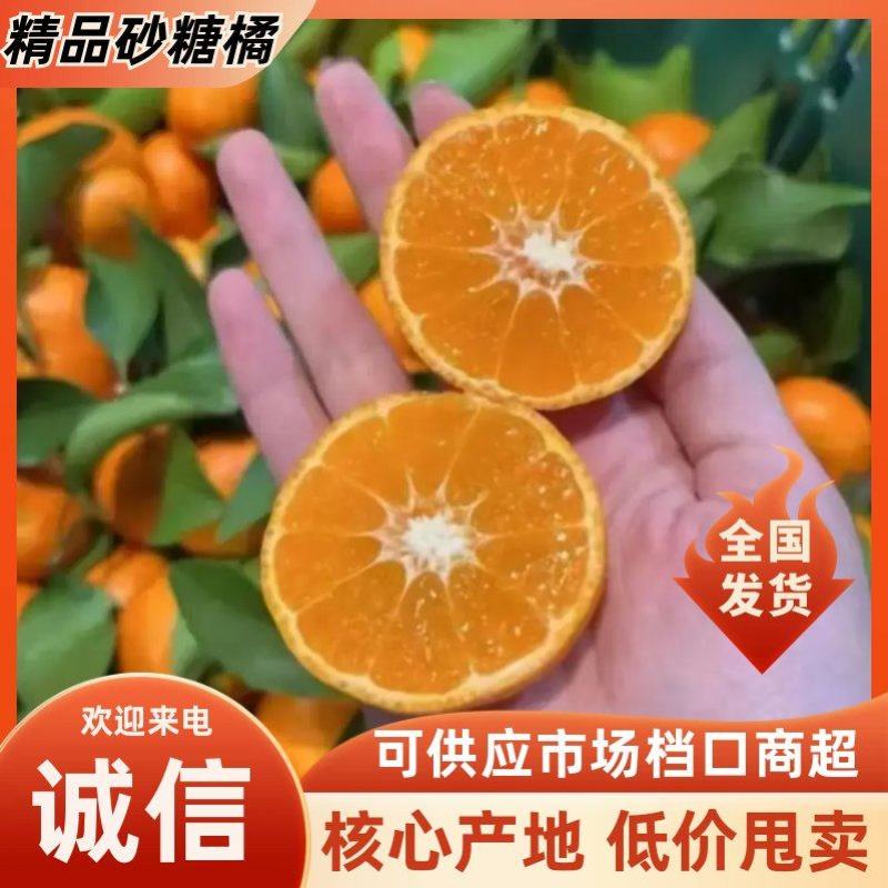 精品广西沙糖桔各种市场电商均大量供应量大从优！