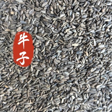 牛子中药材牛子新货东弘药材一手货源现货供应