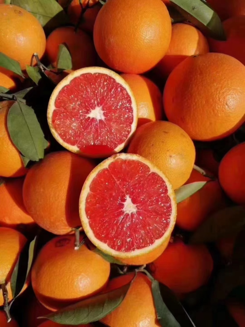 中华血橙橙子口感纯甜水分充足对接电商商超市场