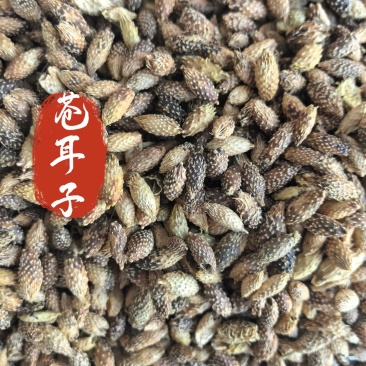 苍耳子中药材苍耳子新货东弘药材一手货源现货供应