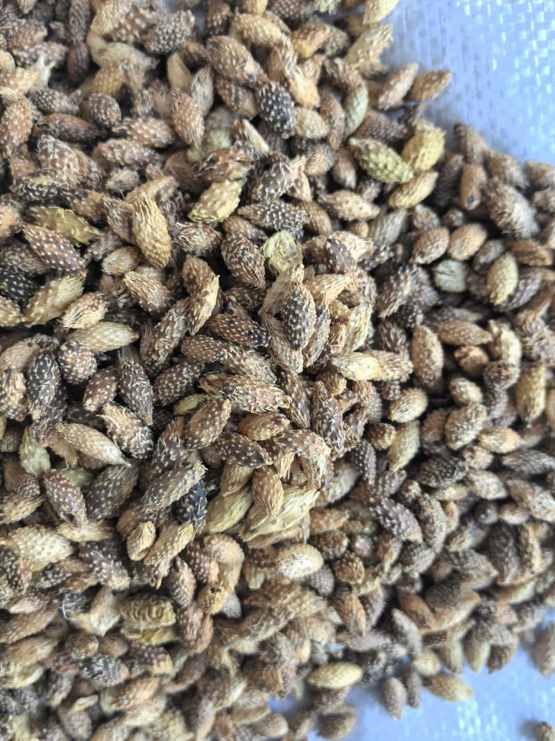 苍耳子中药材苍耳子新货东弘药材一手货源现货供应