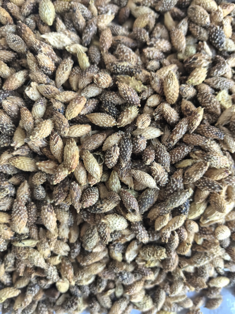 苍耳子中药材苍耳子新货东弘药材一手货源现货供应