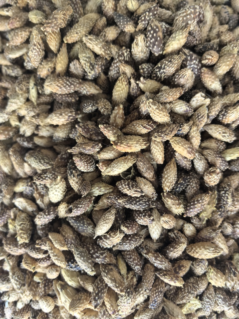 苍耳子中药材苍耳子新货东弘药材一手货源现货供应