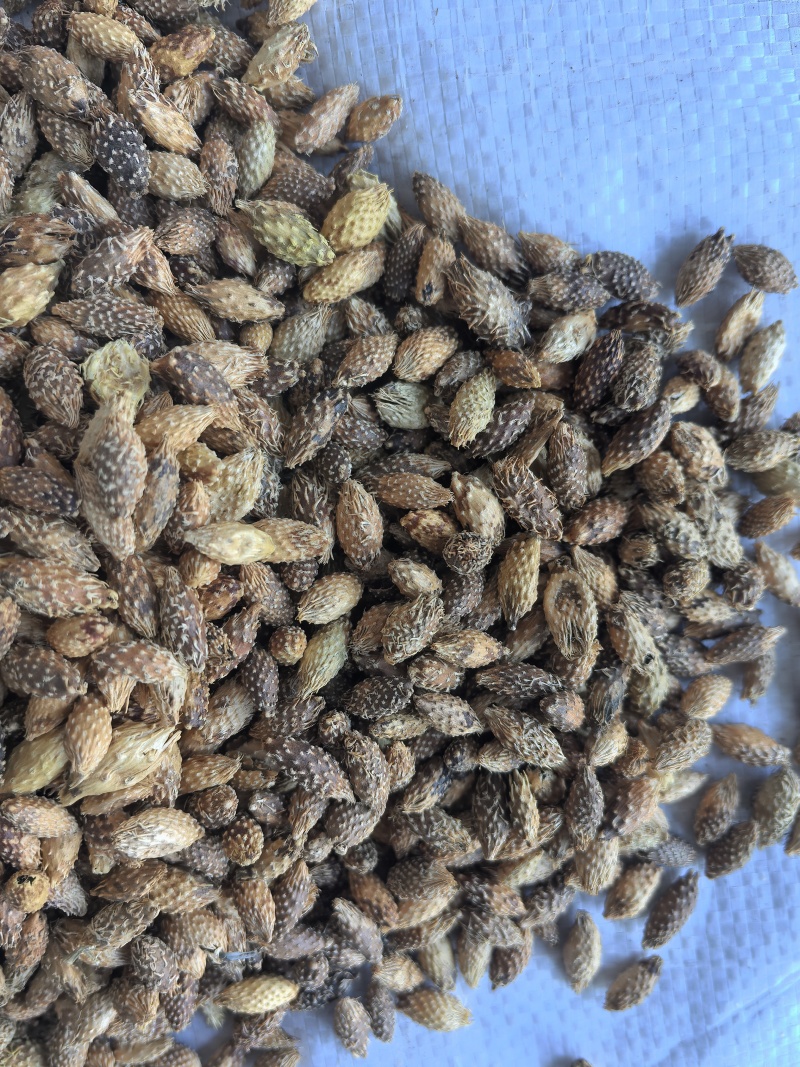 苍耳子中药材苍耳子新货东弘药材一手货源现货供应
