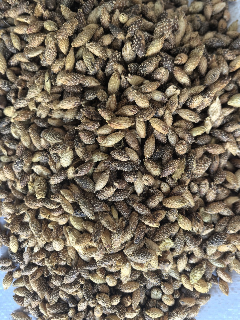 苍耳子中药材苍耳子新货东弘药材一手货源现货供应