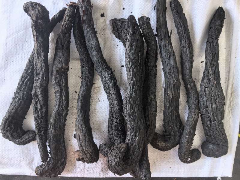 肉苁蓉个中药材肉苁蓉软肉苁蓉新货东弘药材一手货源现货供应