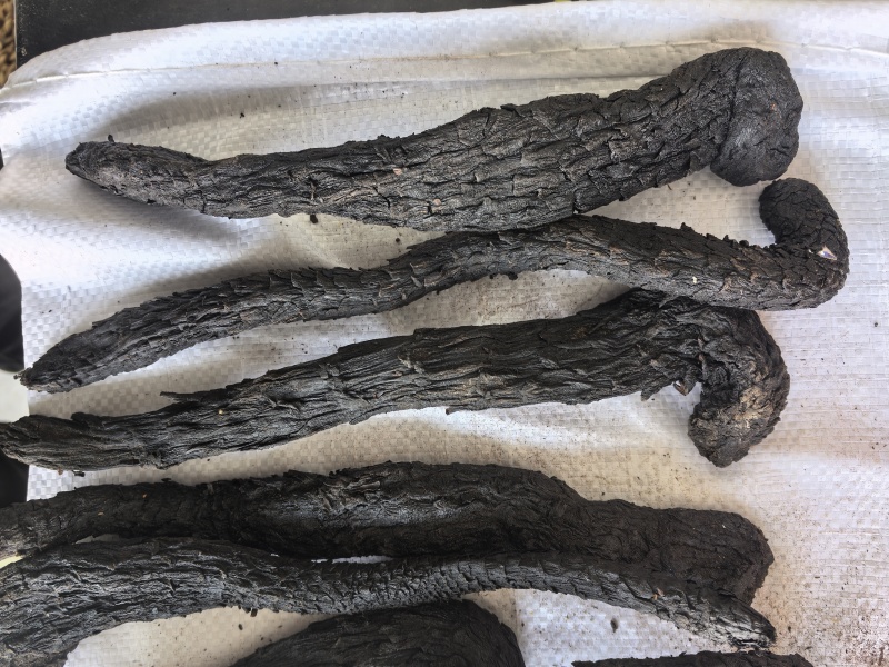 肉苁蓉个中药材肉苁蓉软肉苁蓉新货东弘药材一手货源现货供应