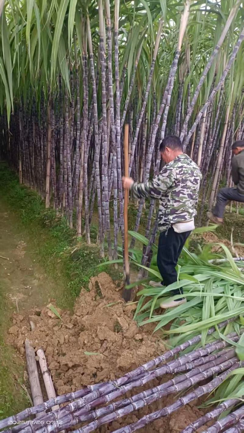 广西黑皮甘蔗脆甜多汁诚信合作量大从优欢迎来电咨询