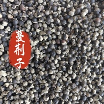 蔓荆子中药材蔓荆子新货东弘药材一手货源现货供应