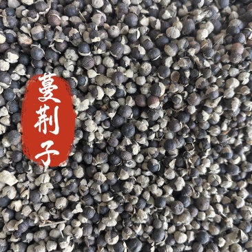 蔓荆子中药材蔓荆子新货东弘药材一手货源现货供应
