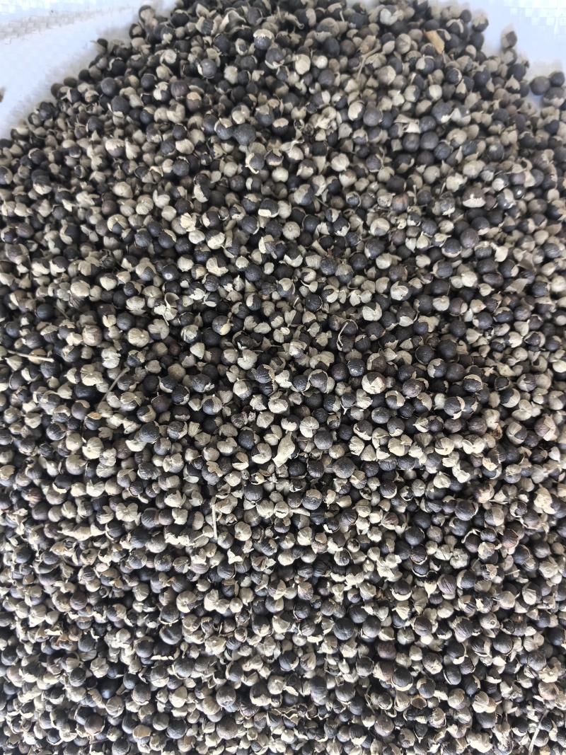 蔓荆子中药材蔓荆子新货东弘药材一手货源现货供应
