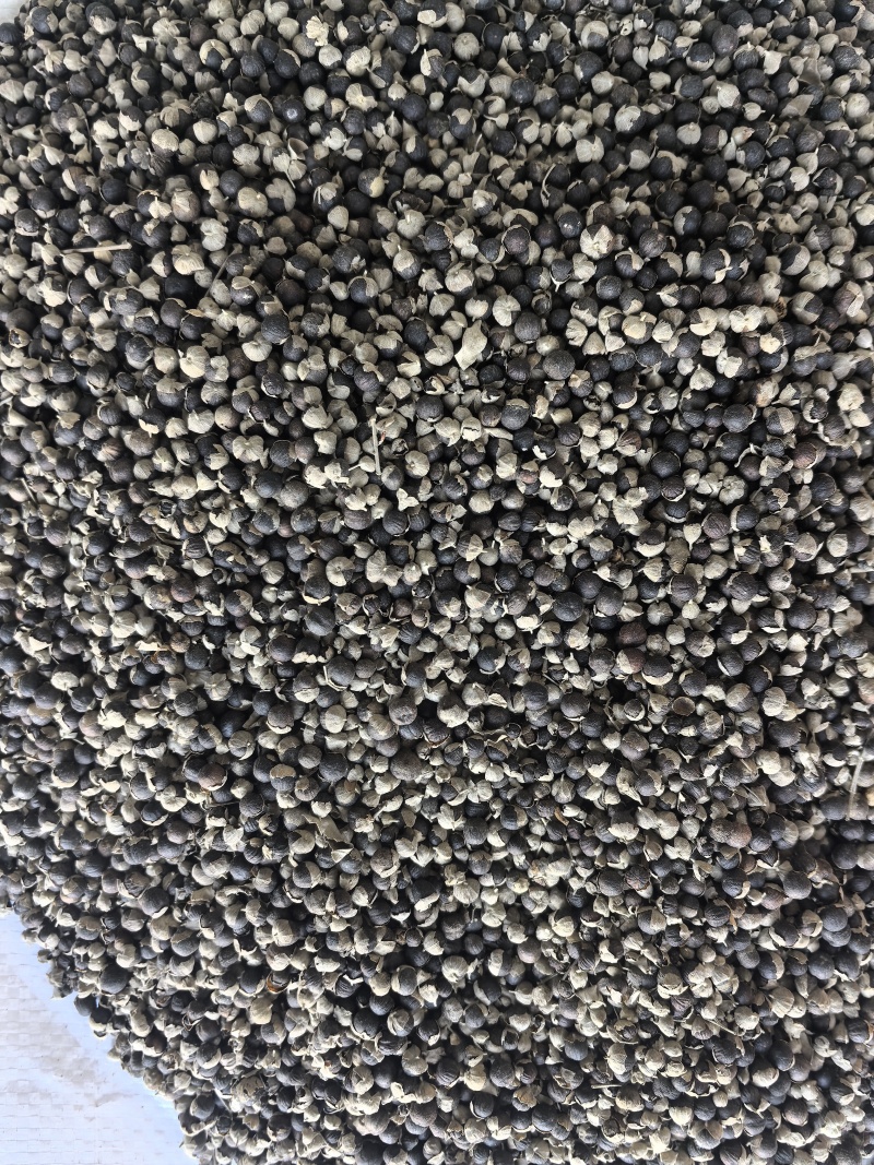 蔓荆子中药材蔓荆子新货东弘药材一手货源现货供应