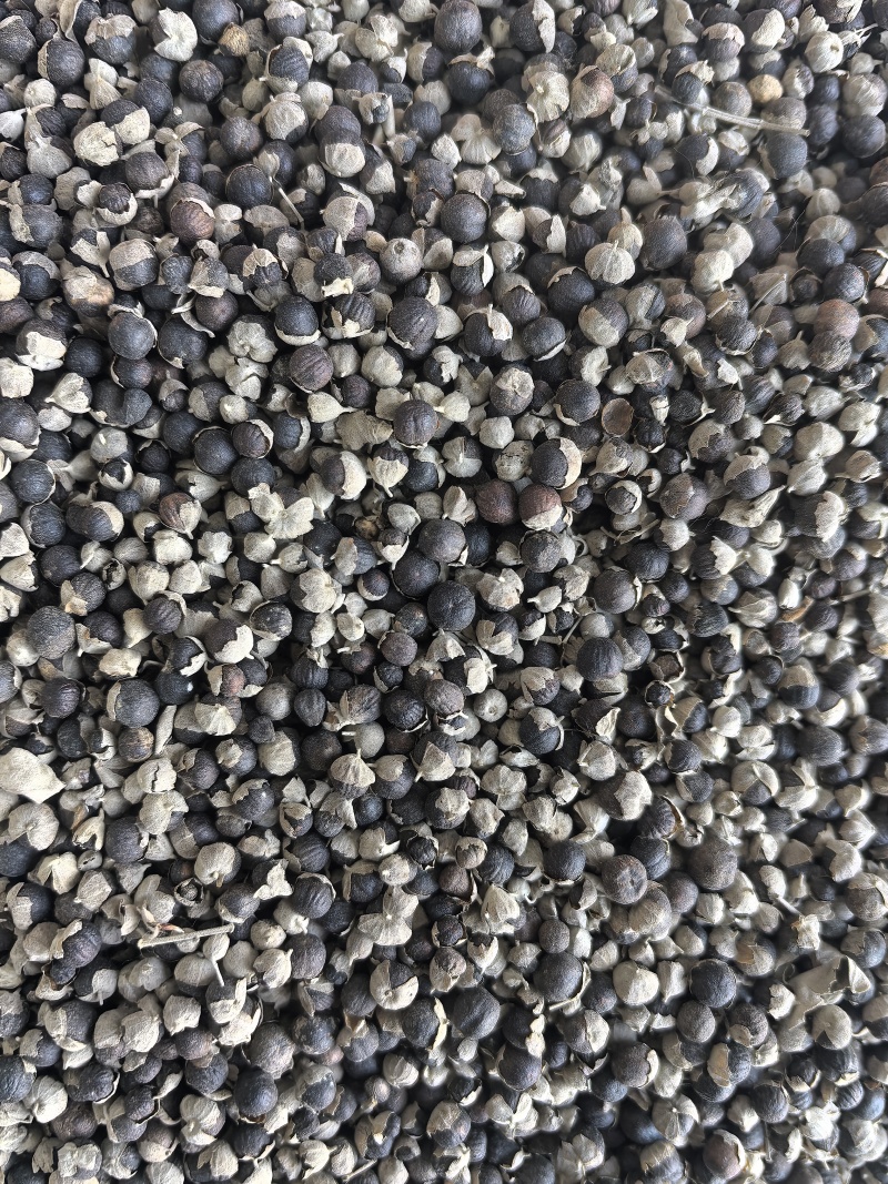 蔓荆子中药材蔓荆子新货东弘药材一手货源现货供应