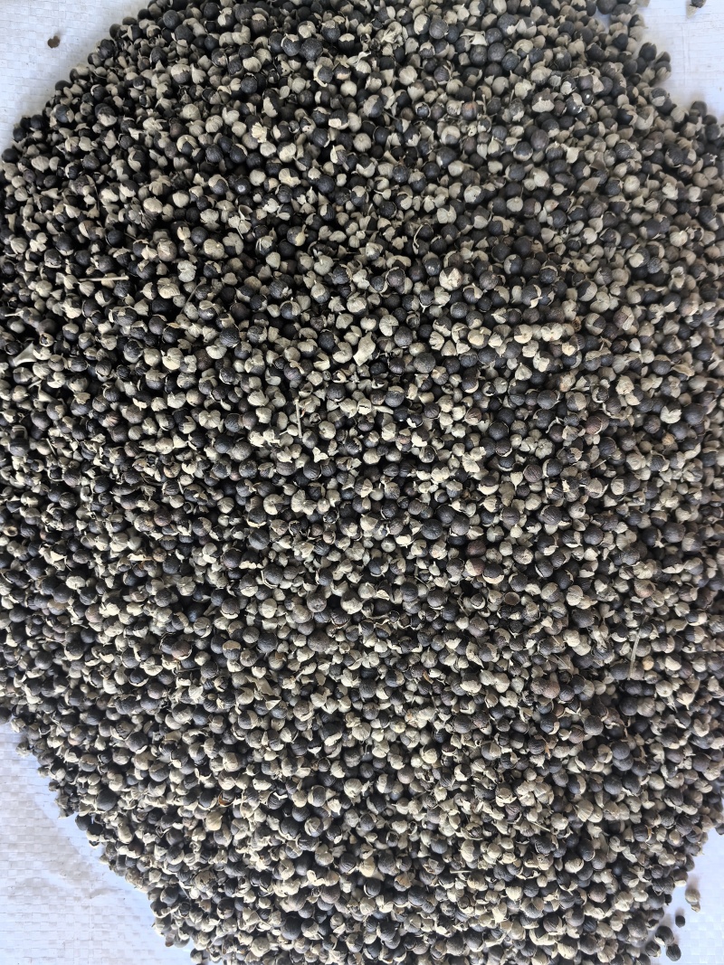 蔓荆子中药材蔓荆子新货东弘药材一手货源现货供应