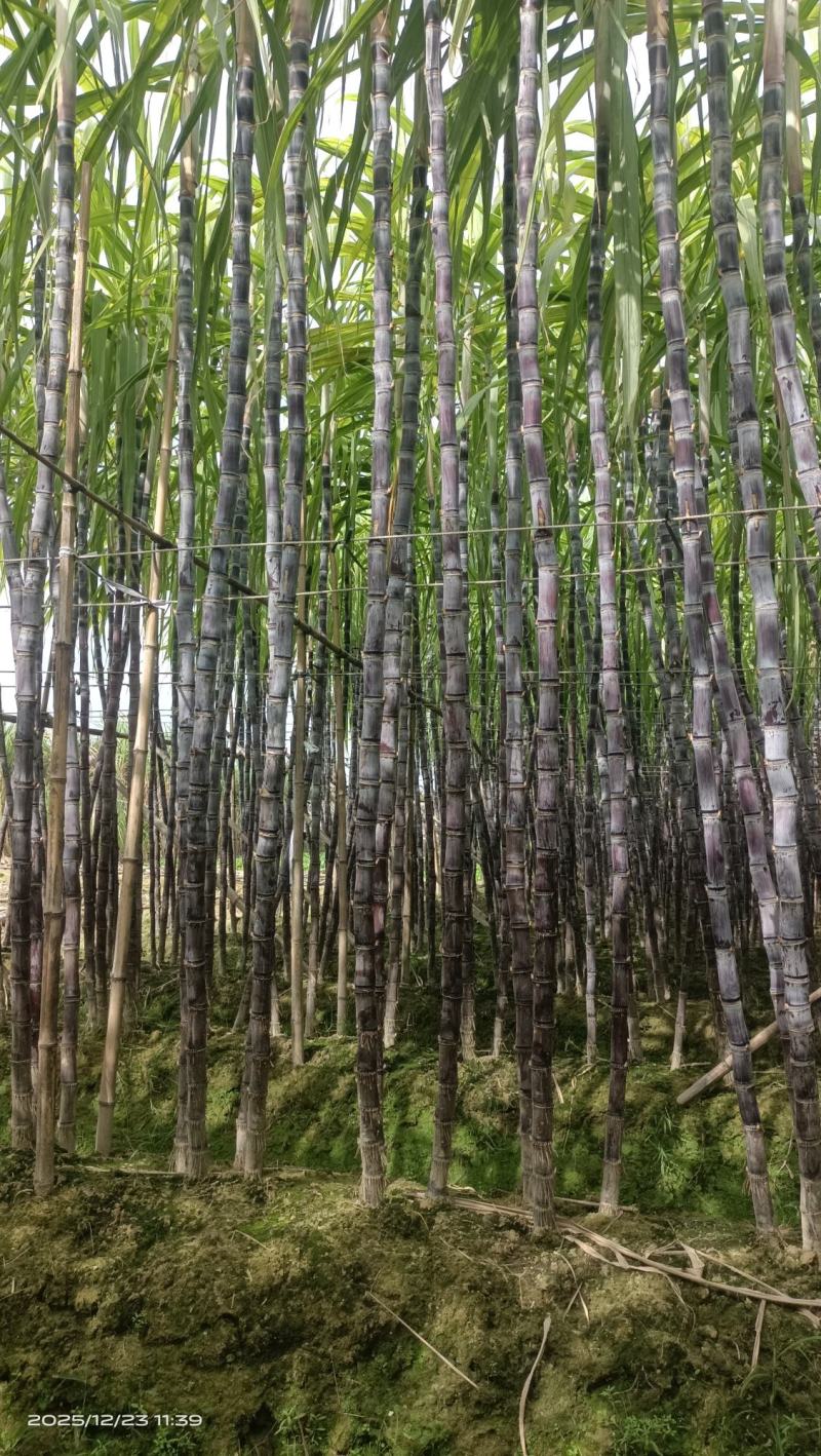 广西黑皮甘蔗脆甜多汁诚信合作量大从优欢迎来电咨询