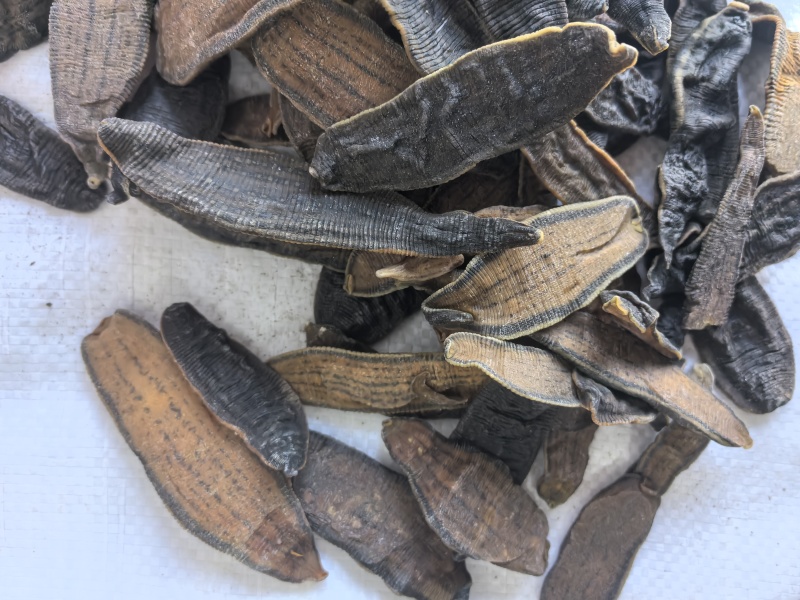 水蛭中药材水蛭新货东弘药材一手货源现货供应