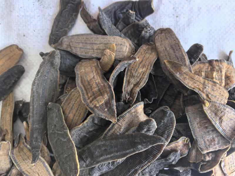 水蛭中药材水蛭新货东弘药材一手货源现货供应