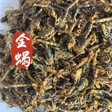 全虫全蝎中药材全蝎新货东弘药材货源现货供应