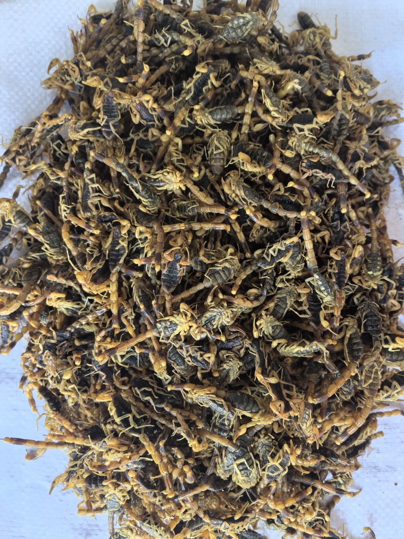 全虫全蝎中药材全蝎新货东弘药材货源现货供应