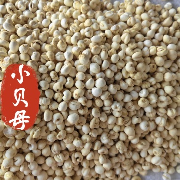 小贝母平贝母中药材贝母0.6贝母东弘药材一手货源现货供应