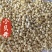 小贝母平贝母中药材贝母0.6贝母东弘药材一手货源现货供应