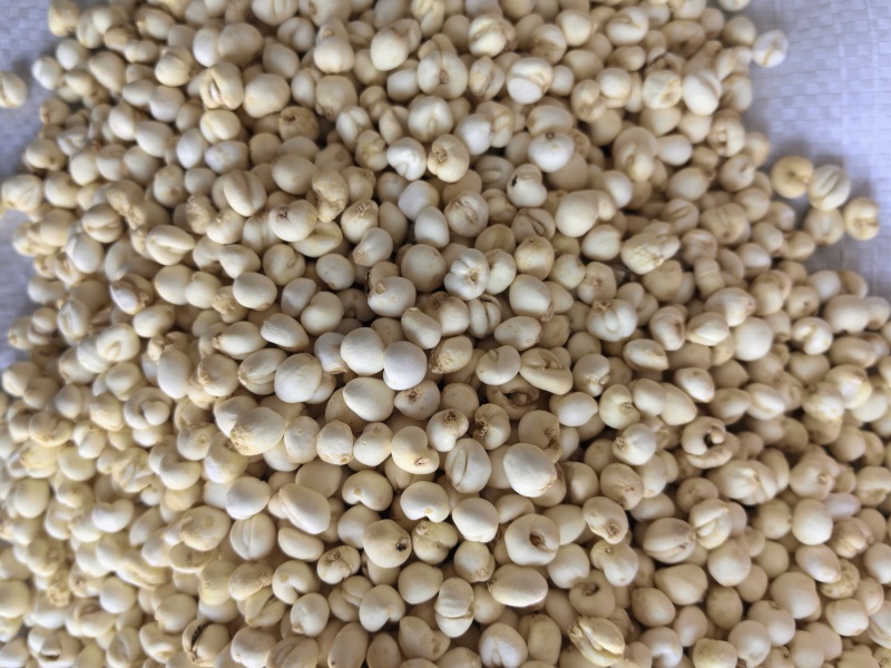 小贝母平贝母中药材贝母0.6贝母东弘药材一手货源现货供应