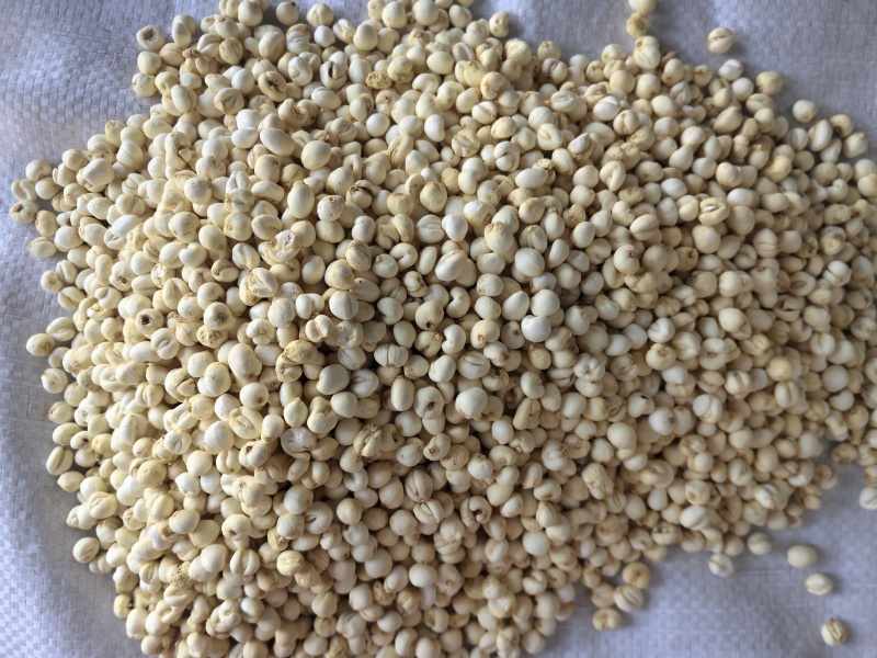 小贝母平贝母中药材贝母0.6贝母东弘药材一手货源现货供应