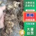 全国发货湖南野生多花倒苗黄精