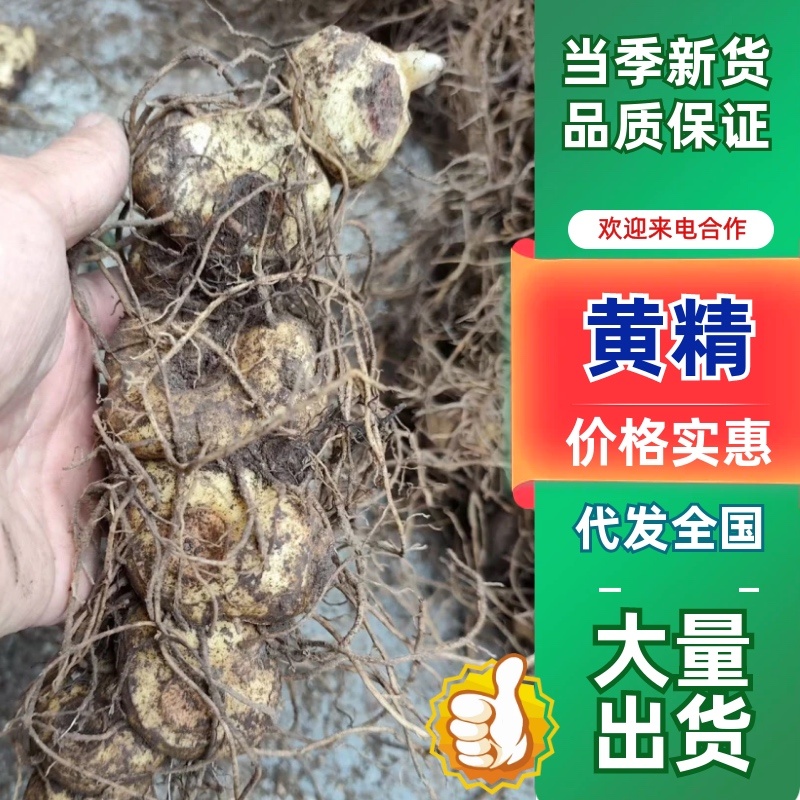 全国发货湖南野生多花倒苗黄精