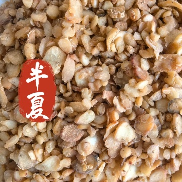 半夏姜水半夏中药材半夏新货东弘药材一手货源现货供应