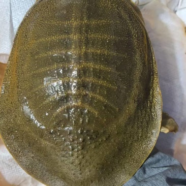 湖南黄鱼甲鱼，水鱼，鳖