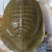 湖南黄鱼甲鱼，水鱼，鳖