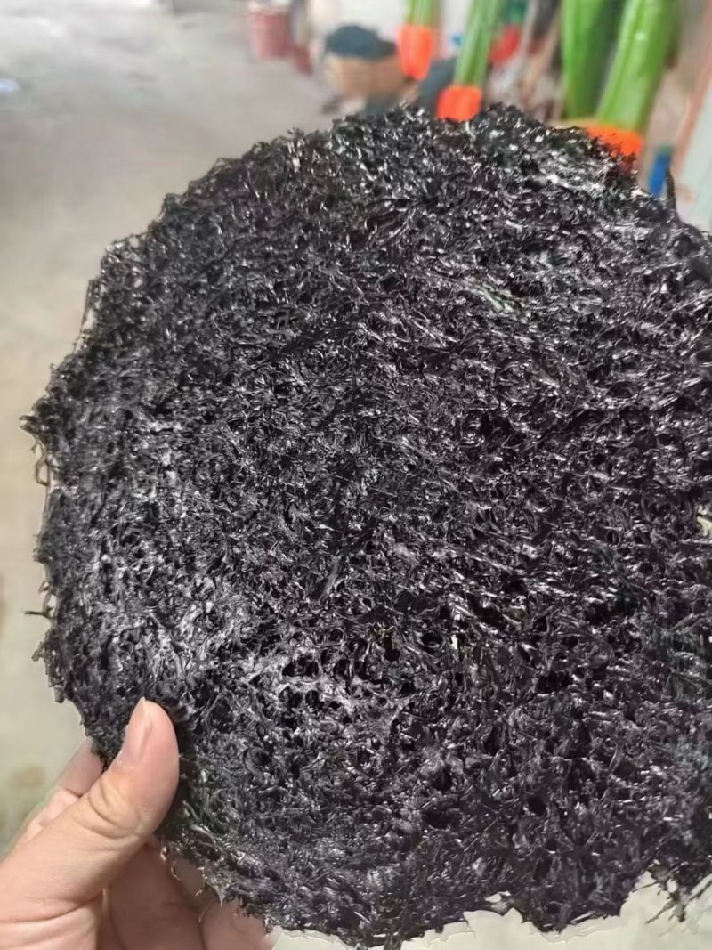 火山岛头水紫菜