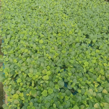 有要黄瓜苗各种苗了都有要的联系