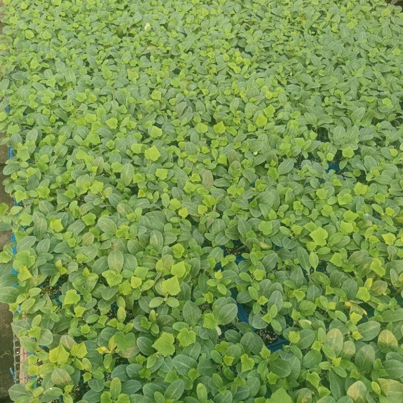 有要黄瓜苗各种苗了都有要的联系