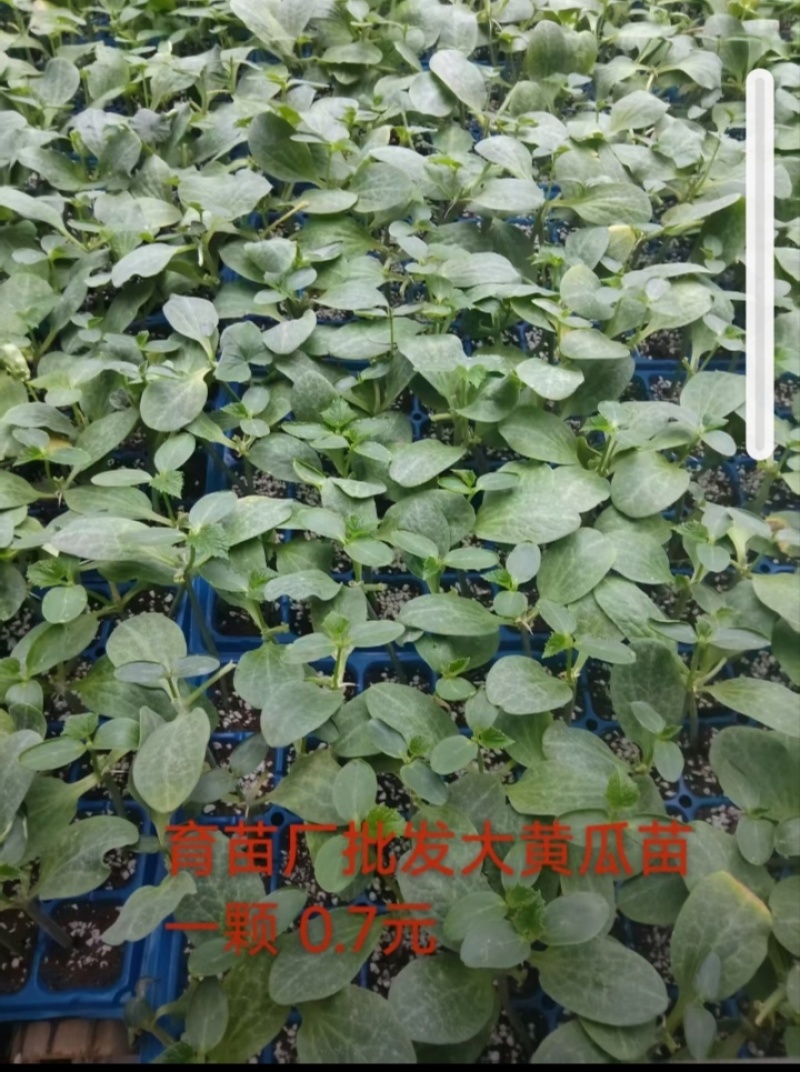 有要黄瓜苗各种苗了都有要的联系