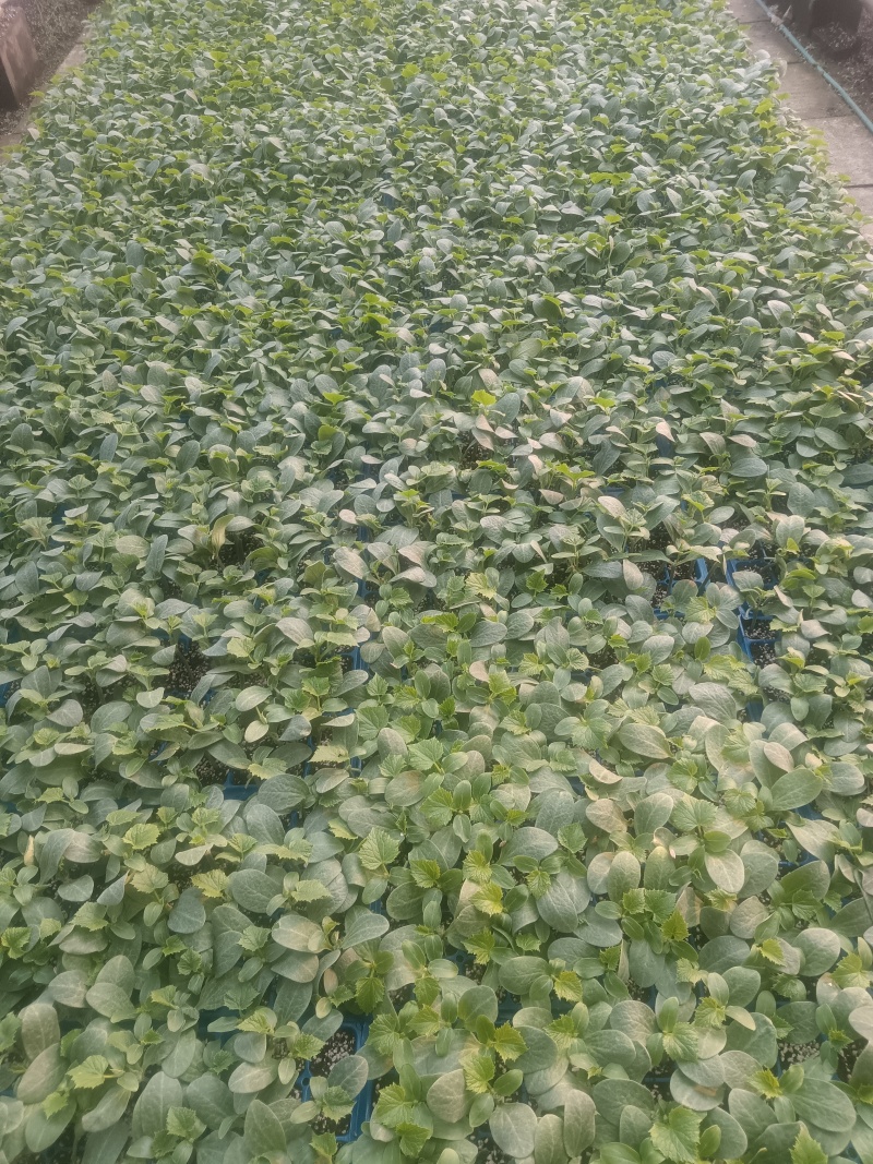 有要黄瓜苗各种苗了都有要的联系