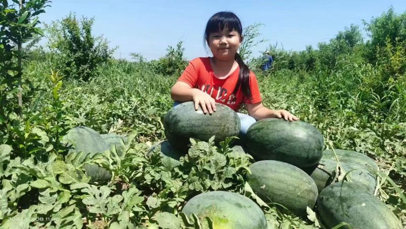豫艺新拳王西瓜种子龙卷风黑美人大果高产抗重茬黑绿皮西瓜种