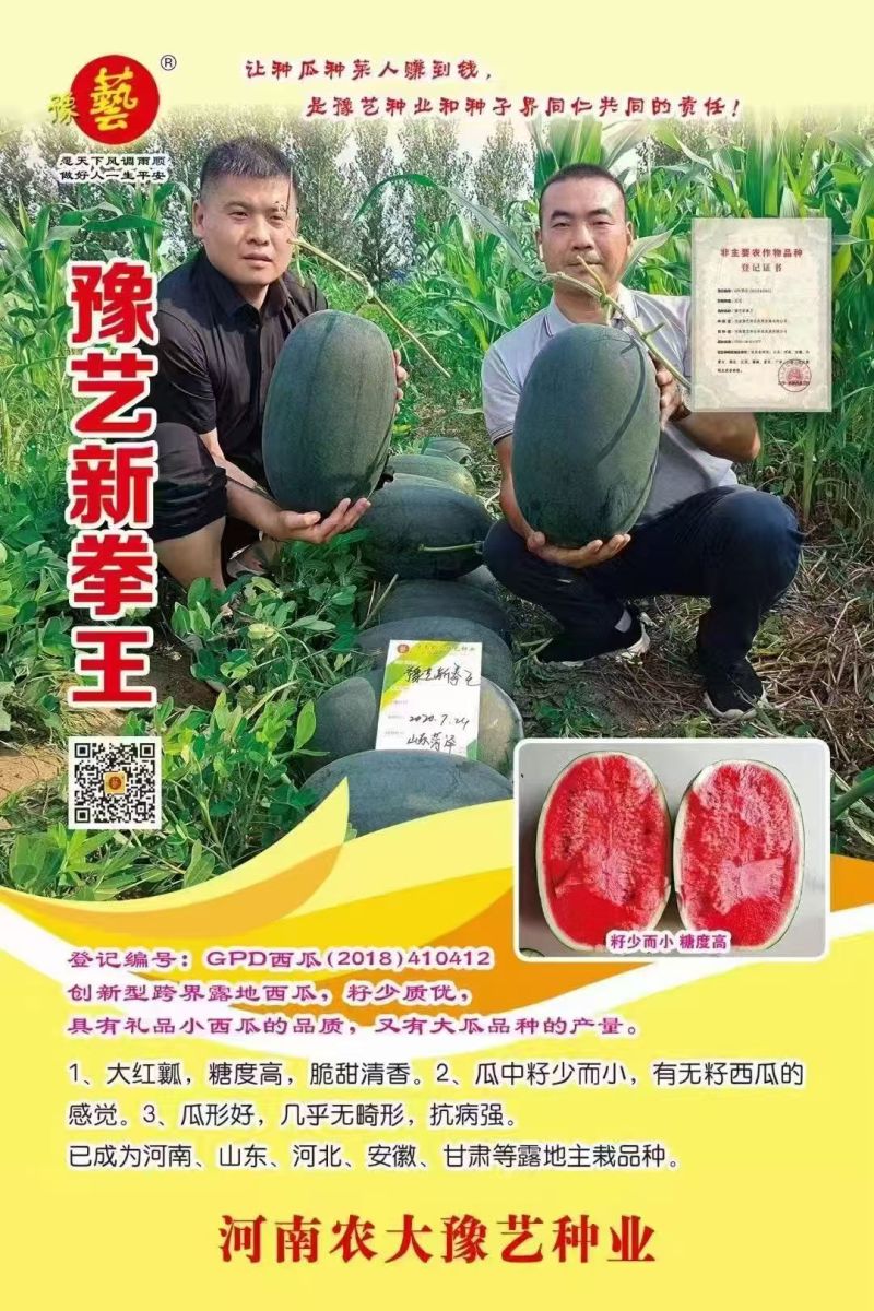 豫艺新拳王西瓜种子龙卷风黑美人大果高产抗重茬黑绿皮西瓜种