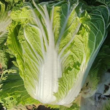 精品白菜