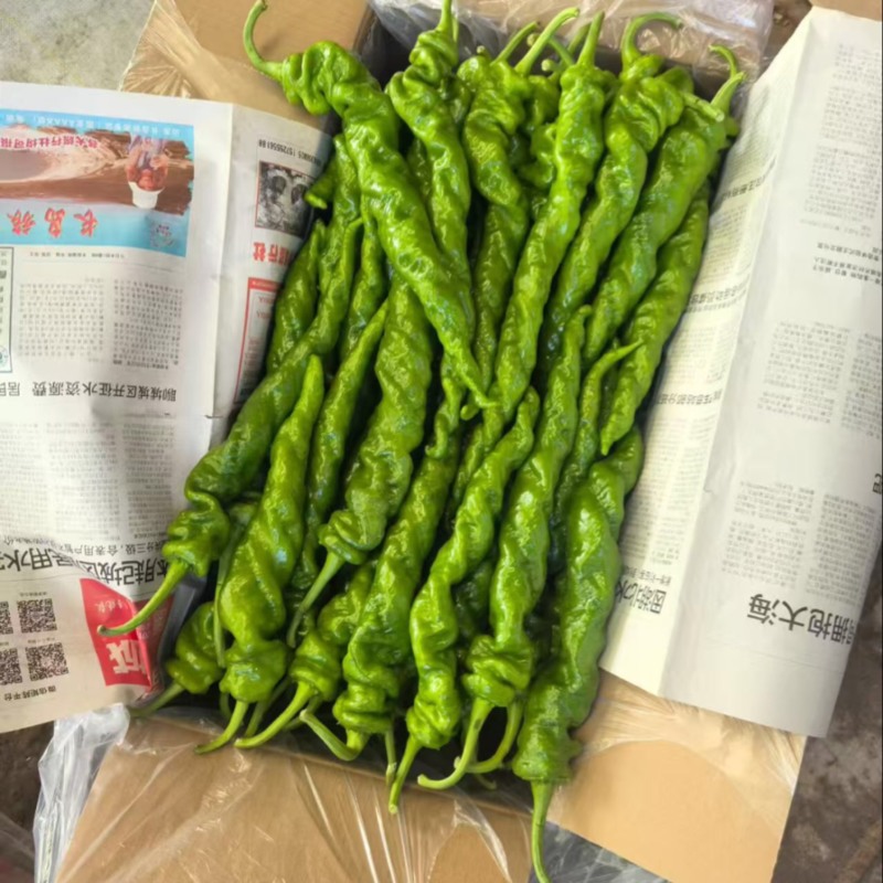 山东螺丝椒产地直销保质保量价格优惠欢迎各大老板采购