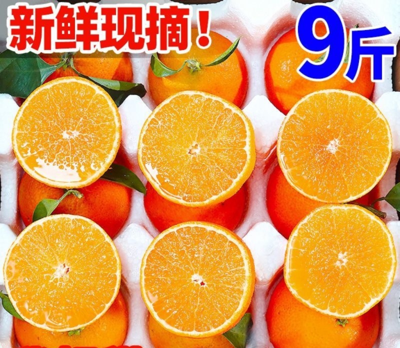 百亩爱媛橙皮薄多汁，香甜无渣可对接超市电商批发市场