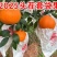 百亩爱媛橙皮薄多汁，香甜无渣可对接超市电商批发市场