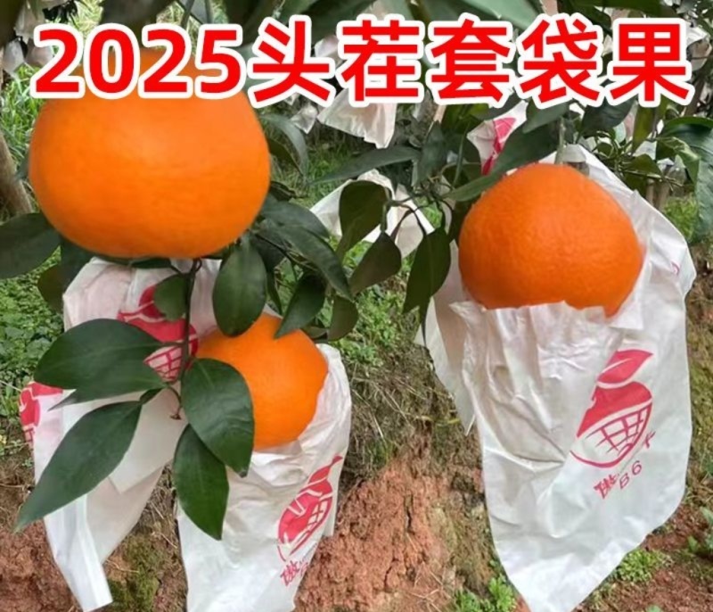 百亩爱媛橙皮薄多汁，香甜无渣可对接超市电商批发市场