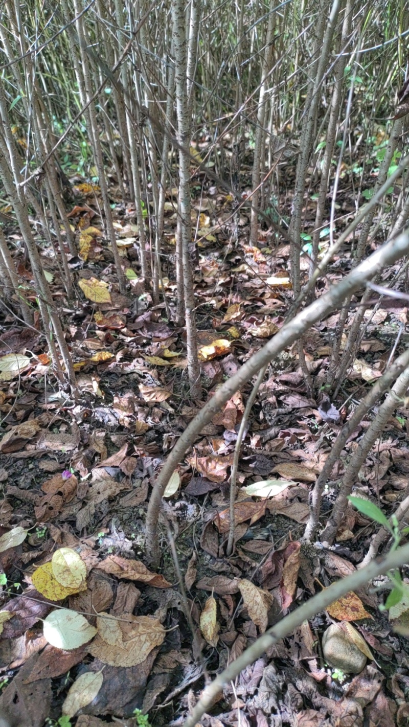 野樱桃苗