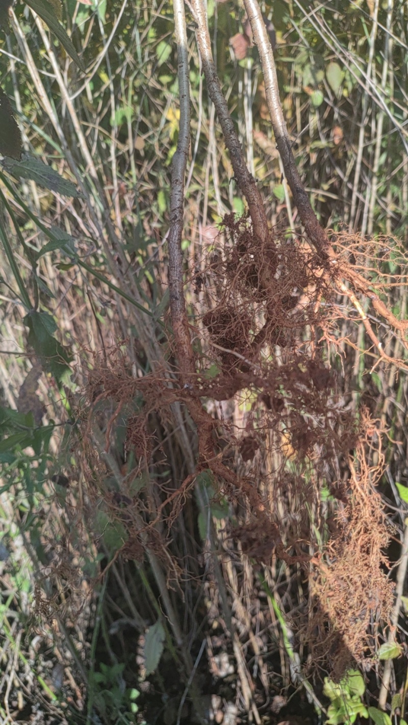 野樱桃苗