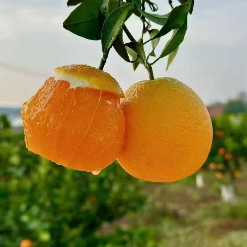 【精选】九月红脐橙秭归九月红橙子皮薄多汁量大优惠