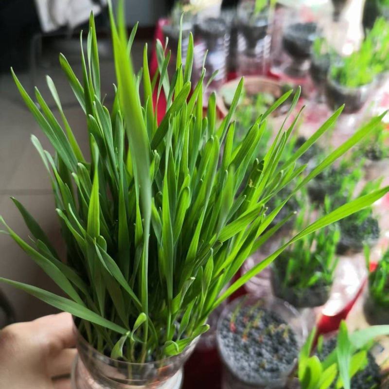 根果多微生物菌肥，生产厂家发货，量大优惠