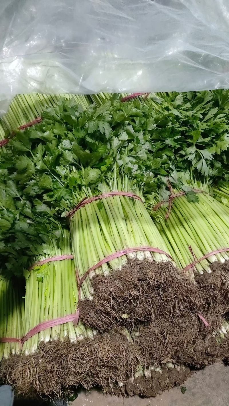 芹菜